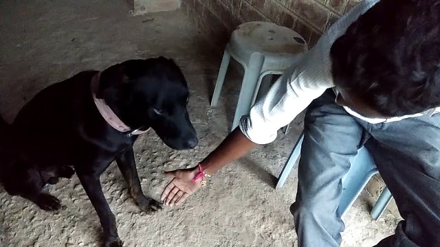 shaking hand and leg with a dog....