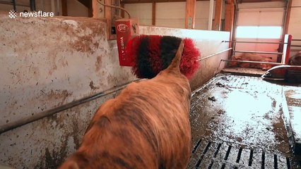 Ahh, that's the spot! Cow uses robot massager as a butt-scratcher