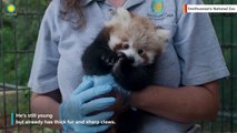 This Red Panda Cub Is The Cutest Thing You'll See Today