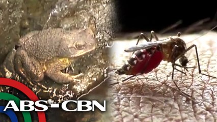 Palaka kontra-dengue | Rated K