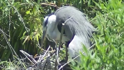 태화강 백로의 여름 나기 / YTN