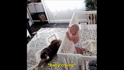 Ce chien est mieux qu'une nounou pour ce bébé
