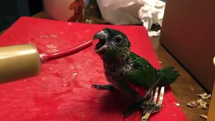 L'heure du biberon pour ce bébé perroquet : un moment de joie intense