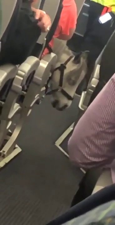 Quand tu croises un mini cheval dans un avion de la compagnie american airlines