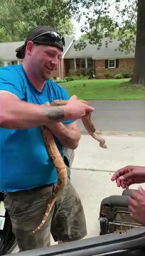 Il découvre un énorme serpent caché dans le plancher d'une voiture en floride