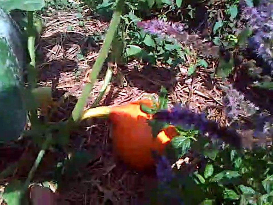 Petit tour de mon jardin Périgny août 2019