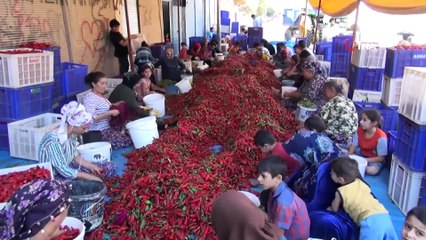 Kadınların geçim kaynağı kırmızı altın