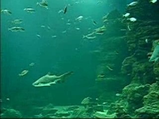 Aquarium Mare Nostrum