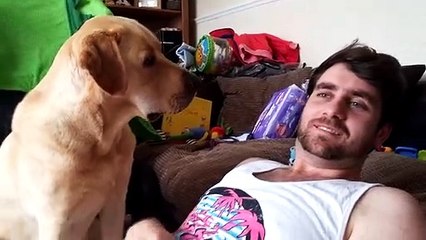 Ce chien n'aime pas quand son maître ne fait pas attention à lui