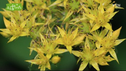 [삼삼오오 우리 숲 이야기] 백할미새, 기린초 / YTN