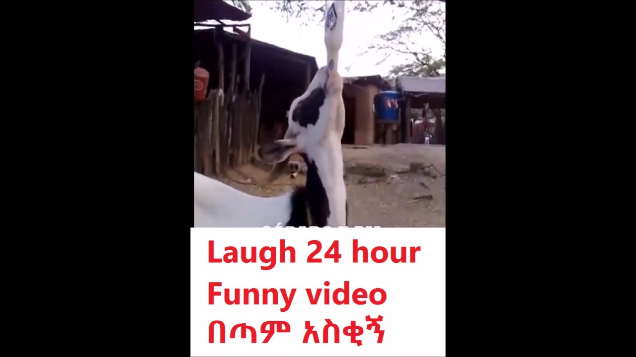 Laugh 24 hour ....ha ...ha...ha...በጣም አስቂኝ