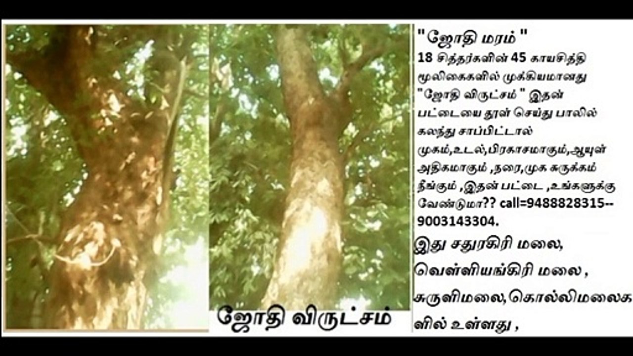 ஜோதி விருட்சம் - இரவில் ஒளிவீசும் அற்புத மூலிகை சித்தர் அடிமை 90031 43304 2016