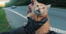 Un motard sauve d'une mort certaine un chaton abandonné qui se trouvait au milieu de l'autoroute