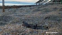 Experts check on sea turtle nests as Hurricane Dorian approaches