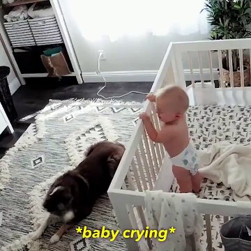 Un berger australien calme un bébé en pleur