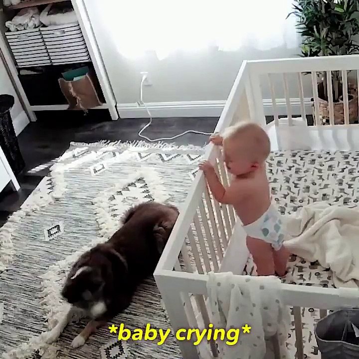 Un berger australien calme un bébé en pleur