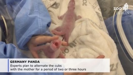 Berlin zoo's panda Meng Meng gives birth to 2 cubs