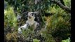 WATCH: New PH Eagle hatched in Zambo del Norte