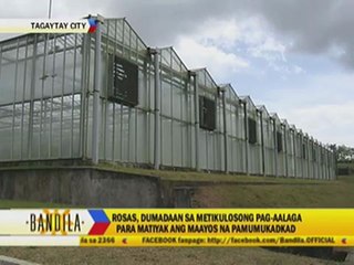 What roses' colors mean