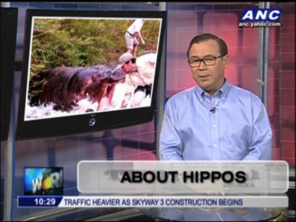 Teditorial: About hippos