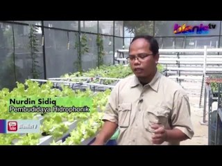 Inspirasi Bisnis: Bercocok Tanam dengan Teknik Hidroponik-Part-02