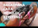 Memilih Kepiting yang Gemuk dan Berisi