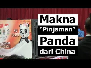 Makna "Pinjaman" Panda dari China