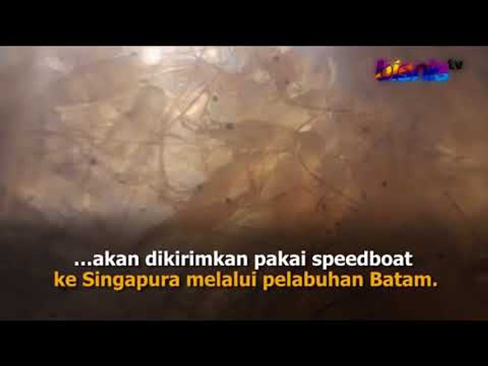 Bibit Lobster asal Riau Gagal Diselundupkan ke Singapura