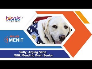 Sully, Anjing Setia Milik Mendiang Bush Senior