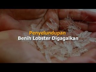 Penyelundupan Benih Lobster Digagalkan