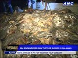 294 endangered sea turtles buried in Palawan