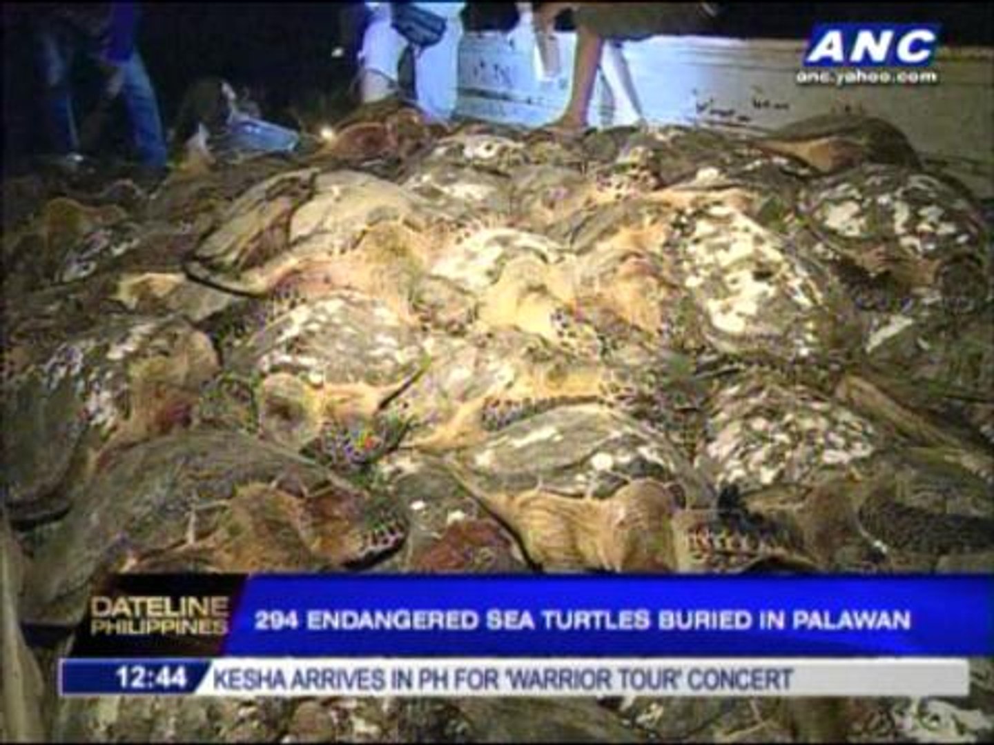 ⁣294 endangered sea turtles buried in Palawan