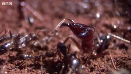 Ants Build a New Home - Natural World- Ant Attack - animal planet