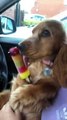 Cocker Spaniel Keeps Cool with Icy Treat