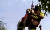 Sirolo (AN) - Salvato un cane precipitato in una scarpata (01.09.19)