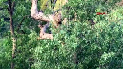 Karaman ermenek'te görülen beyaz sincap kameralara yansıdı