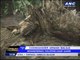 'Yolanda' damages houses, topples trees, power lines