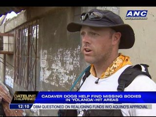 Dogs help find typhoon dead