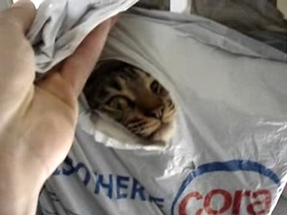 chat en sac gaston