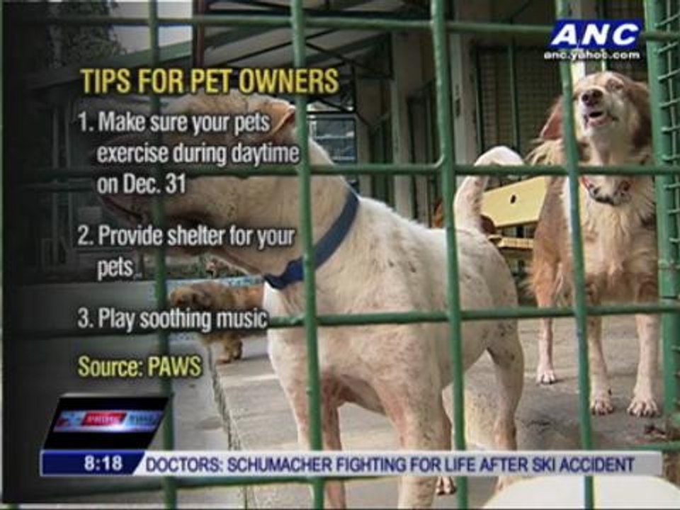 How to protect pets from firecrackers' noise