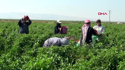 Hatay 36 derece sıcakta kırmızı biber hasadı