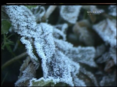 Frost damages some crops in Baguio and Benguet