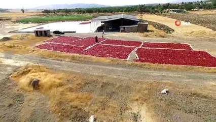 Kahramanmaraş'ta biber hasadı başladı... Kurumaya bırakılan biberler havadan görüntülendi