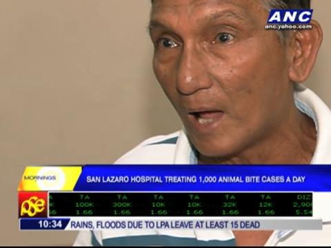 What to do when a dog or cat bites you