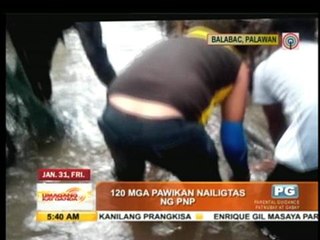 120 turtles rescued in Palawan