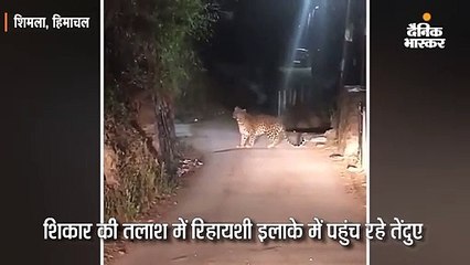 शिकार की तलाश में रिहायशी इलाके में पहुंच रहे तेंदुए