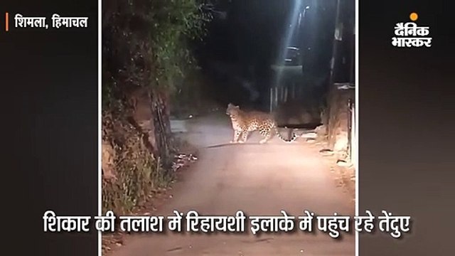 शिकार की तलाश में रिहायशी इलाके में पहुंच रहे तेंदुआ, चौड़ा मैदान के पास मूवमेंट देखा गया