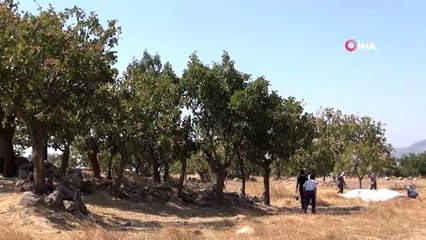 Manisa'da üretilen Antep Fıstığı yüzleri güldürdü