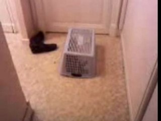 La plus belle chatte du monde