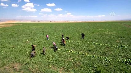 Muş'un turfanda kavun ve karpuzu, üreticiyi sevindirdi